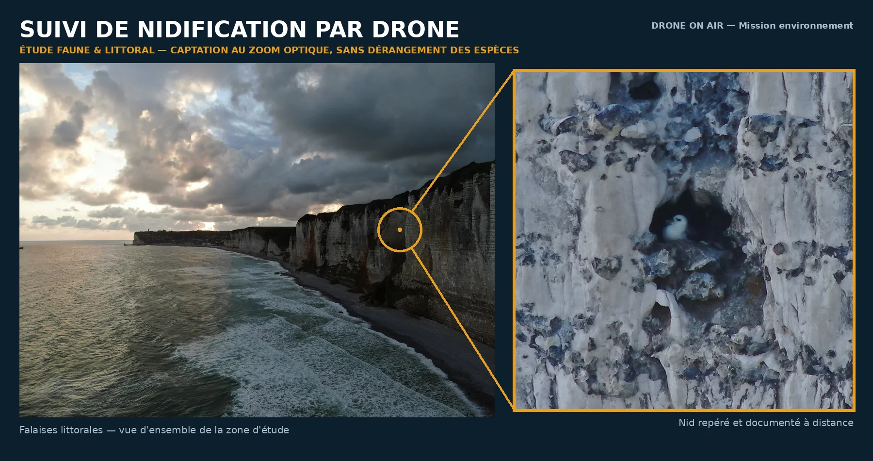 Suivi de nidification par drone sur falaise littorale - étude faune sans dérangement des espèces